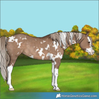 Horse Color:White Spotted Liver Red Dun Splash Rabicano 