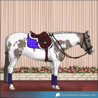 Horse Color:White Spotted Smoky Grullo Tobiano 