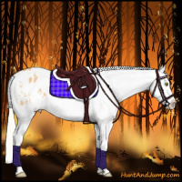 Horse Color:White Spotted Silver Buckskin Roan Dun Appaloosa