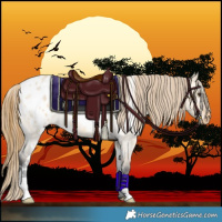 Horse Color:White Spotted Buckskin Roan Dun Appaloosa