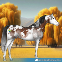 Horse Color:White Spotted Brown Splash 