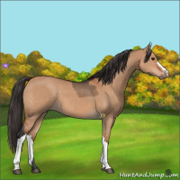 Horse Color:Brown Dun  and Bay Dun 