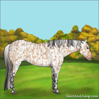 Horse Color:Bay Dun  and Bay Dun Appaloosa 