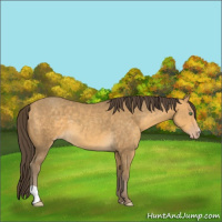 Horse Color:Sable Cream Champagne 