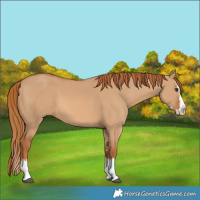 Horse Color:Red Dun Splash 