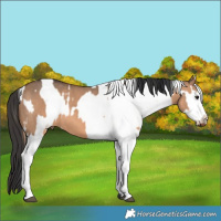 Horse Color:Brown Dun  and Brown Dun Blanket 