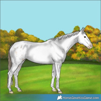 Horse Color:Buckskin Roan Varnish 