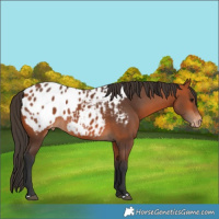 Horse Color:Bay Appaloosa