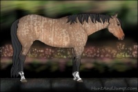 Horse Color:Brown Dun  and Brown Dun 