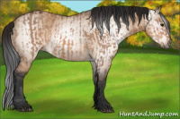 Horse Color:Bay Dun  and Gray Bay Dun 