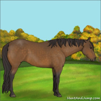 Horse Color:Buckskin 