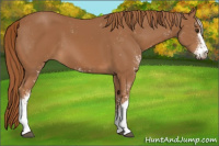 Horse Color:Chestnut Sabino 