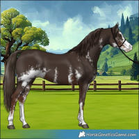 Horse Color:Liver Chestnut Sabino 