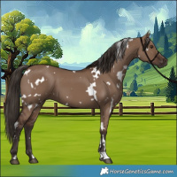 Horse Color:White Spotted Liver Red Dun 