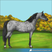 Horse Color:Blue Roan 