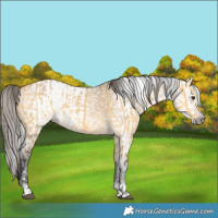 Horse Color:Buckskin Dun  and Gray Buckskin Dun 