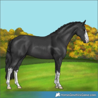 Horse Color:White Spotted Black 