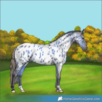 Horse Color:Smoky Grullo Appaloosa 