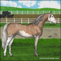 Horse Color:Silver Brown Dun  and Silver Brown Dun Splash 