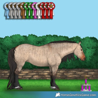 Horse Color:Bay Dun  and Bay Dun 