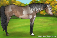 Horse Color:Brown Dun and Gray Brown Dun