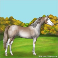 Horse Color:Gray Smoky Creme Splash  and Gray Smoky Creme Splash 