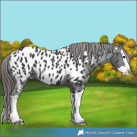 Horse Color:Black Splash Appaloosa 