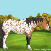 Horse Color:Bay Sabino Appaloosa
