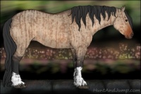 Horse Color:Bay Dun  and Bay Dun 