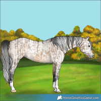 Horse Color:Brown Dun  and Gray Brown Dun 