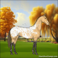 Horse Color:Buckskin Appaloosa