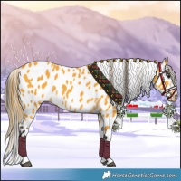 Horse Color:Buckskin Leopard 
