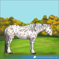 Horse Color:Bay Appaloosa  and Bay Appaloosa 