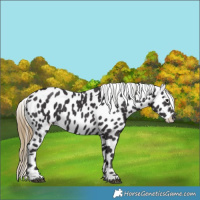Horse Color:Smoky Black Appaloosa 