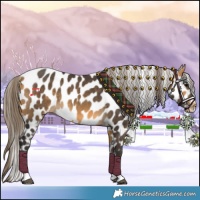 Horse Color:Buckskin Near Leopard 