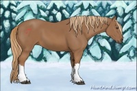 Horse Color:Chestnut 