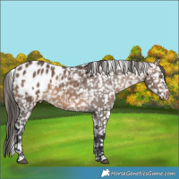 Horse Color:Brown Dun Appaloosa 