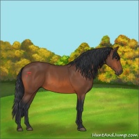 Horse Color:Bay 