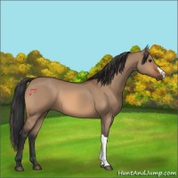 Horse Color:Bay Dun