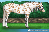 Horse Color:Buckskin Leopard 