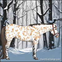 Horse Color:Buckskin Near Leopard 