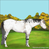 Horse Color:Gray White Spotted Bay Roan Dun Appaloosa Rabicano 
