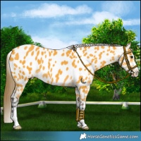 Horse Color:Buckskin Near Leopard 