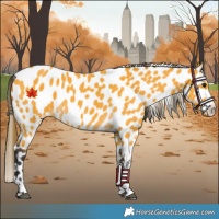 Horse Color:Buckskin Near Leopard 