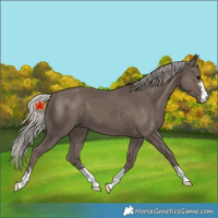 Horse Color:Unknown 