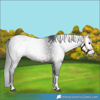 Horse Color:Gray Brown Tobiano