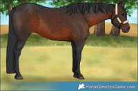 Horse Color:Brown 