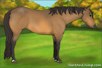 Horse Color:Buckskin 