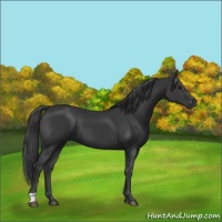 Horse Color:Black 