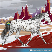 Horse Color:Buckskin Appaloosa